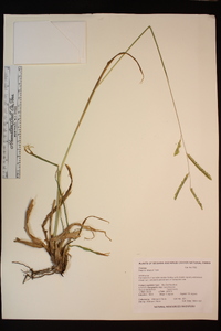 Paspalum dilatatum image